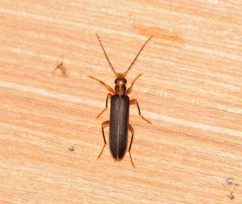 Nacerdes carniolica
